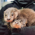 Otter cubs wandering the streets looking for their mother have been rescued
