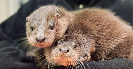 Otter cubs wandering the streets looking for their mother have been rescued