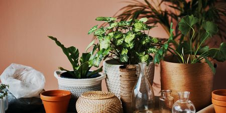 6 low-maintenance house plants that are impossible to kill