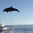 Dolphin seen in Galway Bay probably not Fungie