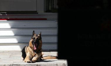 Joe Biden’s dogs sent from White House back to Delaware following “biting incident”