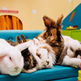 What’s up Doc? The world’s first rabbit reality show has just launched