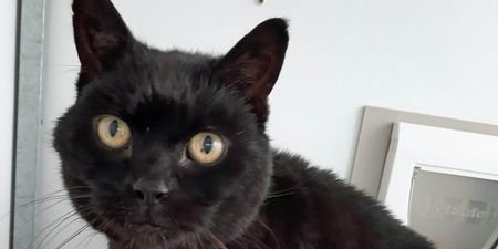 Missing cat returns home after 14 years away