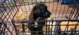 Four of 13 puppies smuggled through Dublin Port have died
