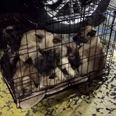PICS: 13 puppies rescued from cramped cage at Dublin Port