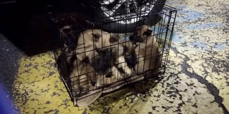 PICS: 13 puppies rescued from cramped cage at Dublin Port
