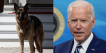 Joe Biden’s dog Major has bitten another White House employee