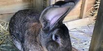 World’s biggest rabbit ‘Darius’ stolen from home