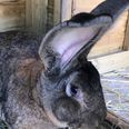 World’s biggest rabbit ‘Darius’ stolen from home