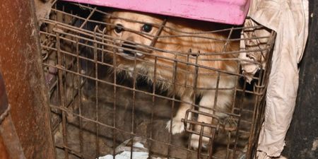 DSPCA seize over 140 animals kept in cages from Dublin petting farm