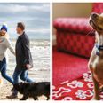 Fur babies welcome! 8 dog-friendly hotels in Northern Ireland to book into this summer