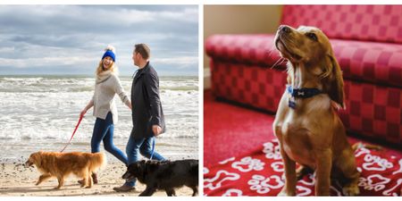 Fur babies welcome! 8 dog-friendly hotels in Northern Ireland to book into this summer