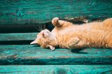 Pet owners warned about sun as Irish cat has ears amputated