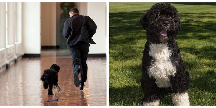 Barach Obama's dog has died