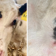 Rare three-eyed cow born on farm in Wales will sadly still be eaten