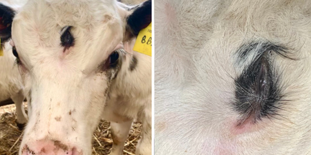 Rare three-eyed cow born on farm in Wales will sadly still be eaten