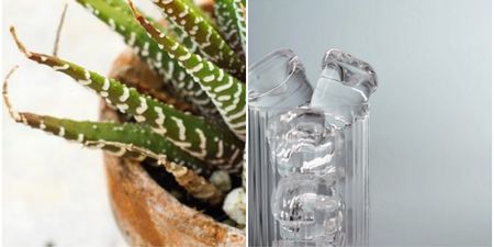 Forever killing your plants? Here’s how an ice cube might just help keep them alive for longer