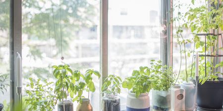 Looking to up your growing skills? Here’s everything you need to know when growing herbs at home