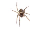 False Widow spider bites on the rise in Ireland