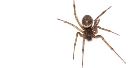 False Widow spider bites on the rise in Ireland