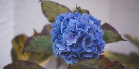 Life hack: How to fix wilting hydrangeas and get another week out of your flowers