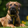 Dogs Trust seeking loving home for Mastiff with ‘Wobblers Syndrome’
