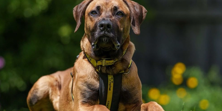 Dogs Trust seeking loving home for Mastiff with ‘Wobblers Syndrome’