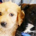 Puppies rescued from back of 20 degree van in heatwave