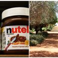 Yikes – turns out our Nutella addiction is having some pretty dire ecological consequences