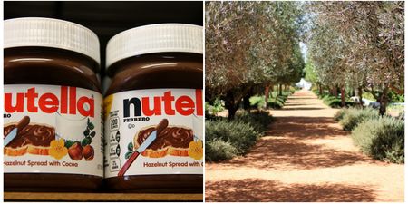 Yikes – turns out our Nutella addiction is having some pretty dire ecological consequences