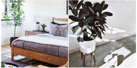 Waking up tired? The 5 houseplants that can help you get a better night’s sleep