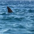 Man dies following shark attack in Australia