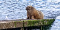 Wally the Walrus “well on his way home” after being spotted in Iceland