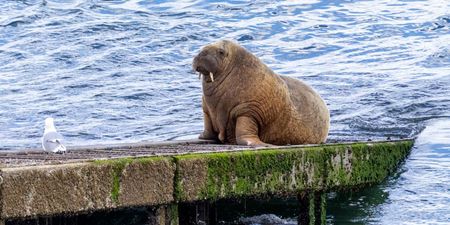 Wally the Walrus “well on his way home” after being spotted in Iceland