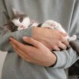 ISPCA issue urgent appeal for over 100 cats and kittens
