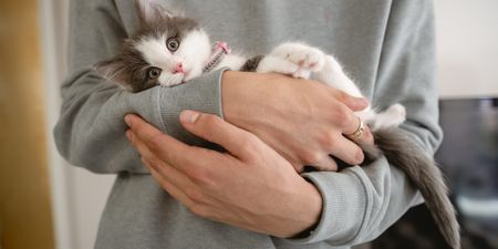 ISPCA issue urgent appeal for over 100 cats and kittens