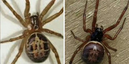 National Poisons Information Centre issue warning over false widow spiders