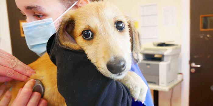 A DSPCA worker holds a lurcher puppy in her arms.