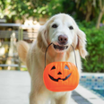We asked an expert on how to ensure your cats and dogs aren’t spooked this Halloween