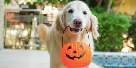 We asked an expert on how to ensure your cats and dogs aren’t spooked this Halloween