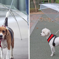 Dog owners are going crazy for this Dublin man’s pet umbrellas