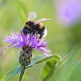 COMPETITION: Help save bees in Ireland AND win some amazing prizes at the same time