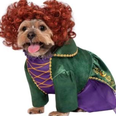 You can now get a Hocus Pocus Halloween costume for your dog