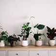 Huge rise in people naming their babies after house plants
