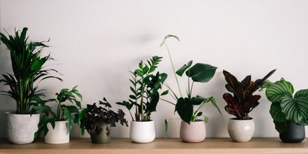 Huge rise in people naming their babies after house plants