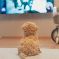 A TV channel just for dogs is coming soon