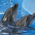 Expedia bans holidays involving “cruel” treatment of dolphins and whales