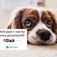 Who started the ‘plant one tree for every pet picture’ trend on Instagram?