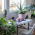 Millennials are all obsessed with house plants now, obviously