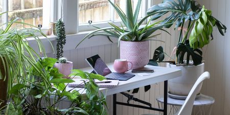 Millennials are all obsessed with house plants now, obviously